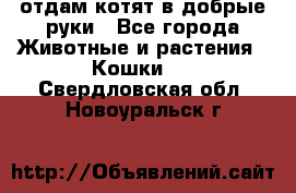 отдам котят в добрые руки - Все города Животные и растения » Кошки   . Свердловская обл.,Новоуральск г.